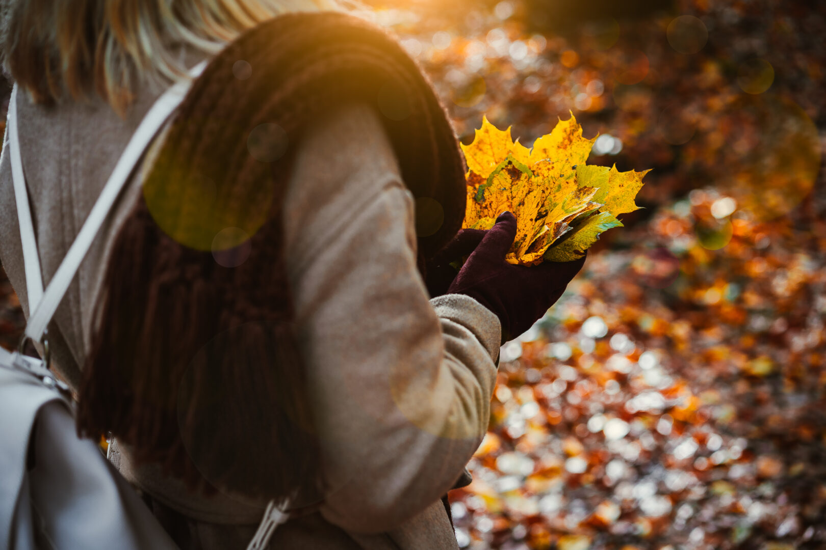 Women holding bouquet of yellow autumn maple leaves in her gloved hands. Ground covered with orange leaves lightend by warm evening backlit sun light.