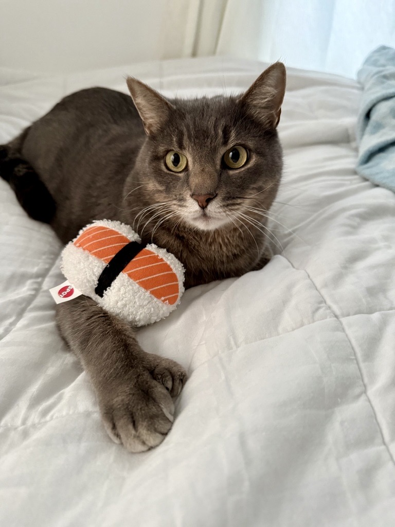 gray cat with white mouth looks at camera while holding a sushi toy. Cat is laying on a white bed.