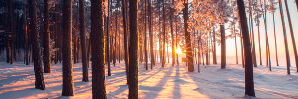 Tall trees in a forest with snow on the ground and the sun shining in the back.